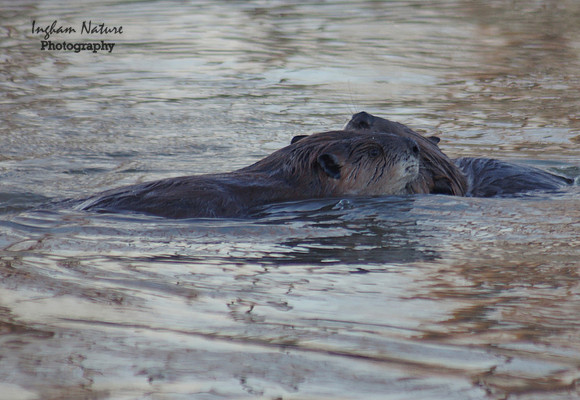 Beaver Dance
