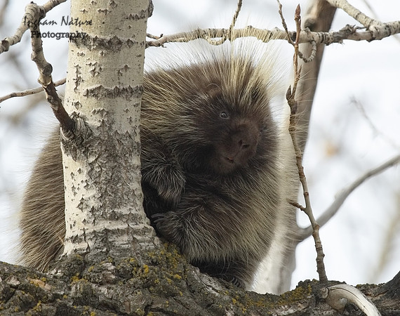 Porcupine - North American