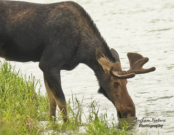 Moose - Male