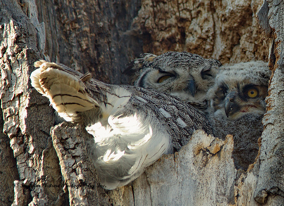 Great Horned Owl (female) and Owlet