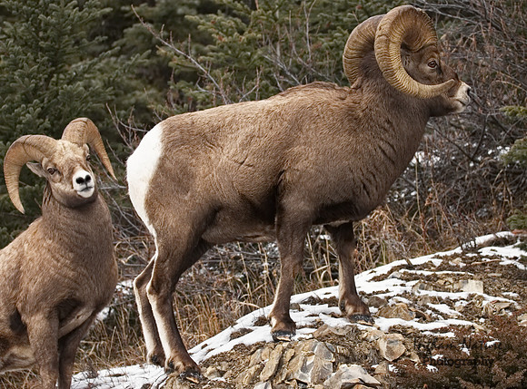 Rocky Mountain Sheep - Males (2 rams)