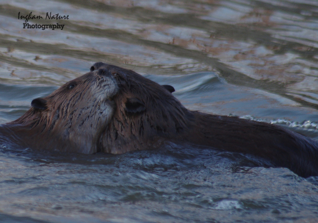 Beaver Dance