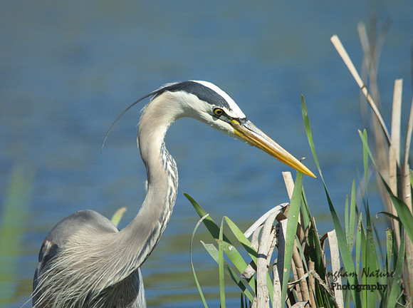 Great Blue Heron