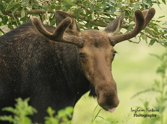 Moose - Male