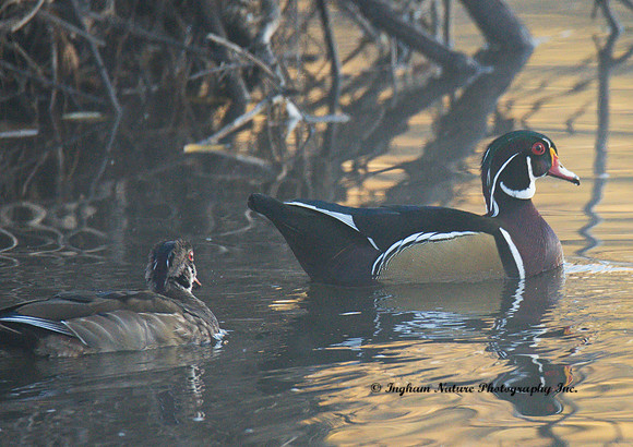 Wood Duck - Male & Juvenile