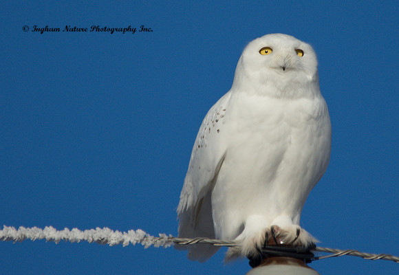 Snowy Owl
