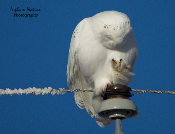 Snowy Owl