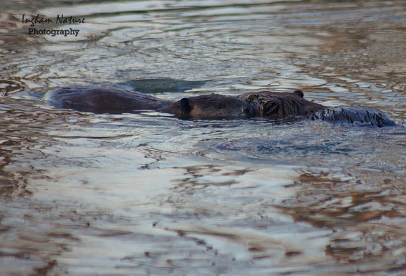 Beaver Dance