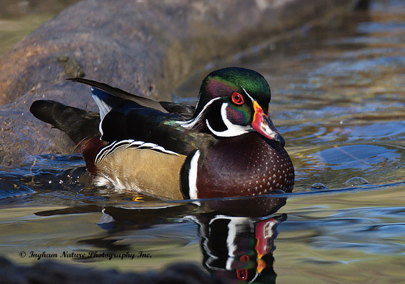 Wood Duck - Male