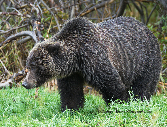 Grizzly Bear - Adult