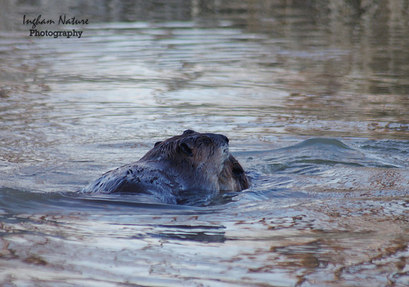 Beaver Dance