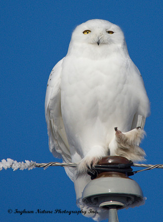Snowy Owl