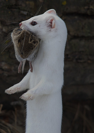 Weasel