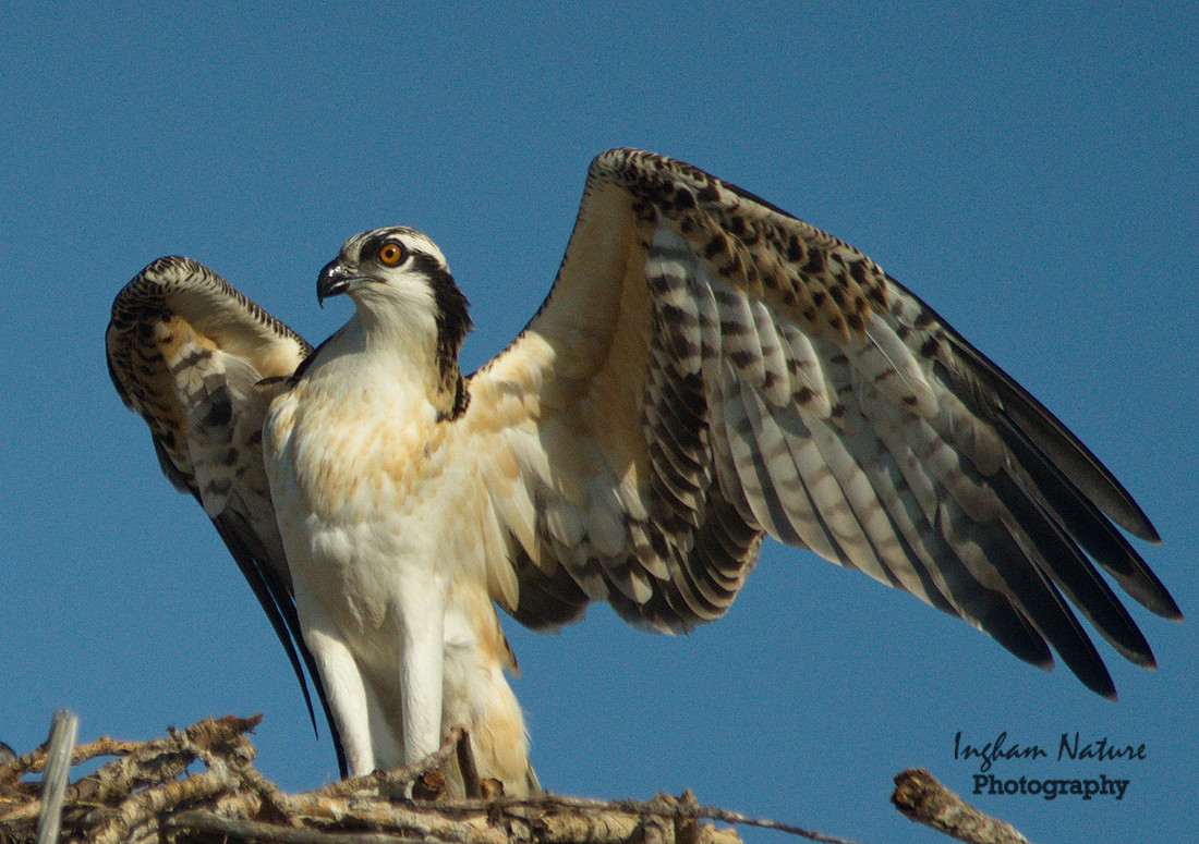 Osprey - Junior #1