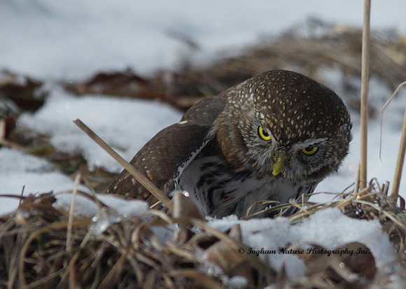 Northern Pygmy Owl