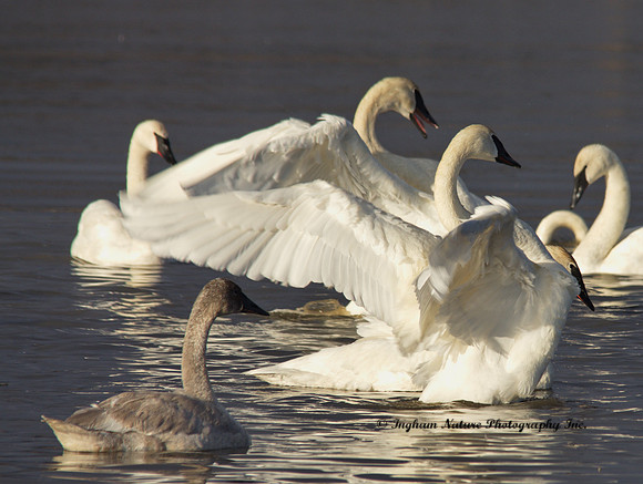 Swan - Trumpeter