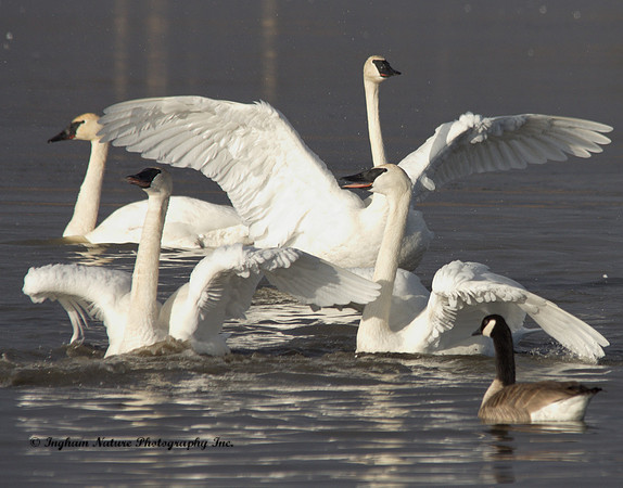 Swan - Trumpeter