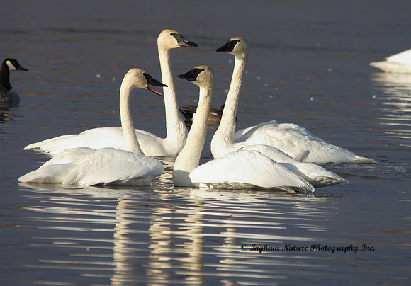Swan - Trumpeter