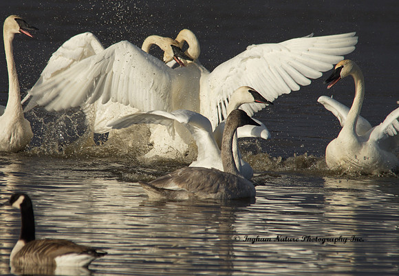 Swan -Trumpeter