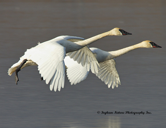 Swan - Trumpeter