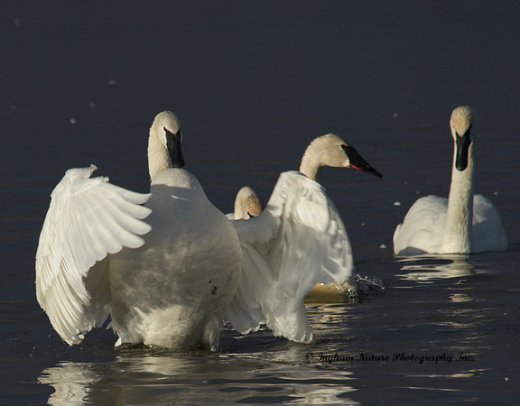 Swan - Trumpeter