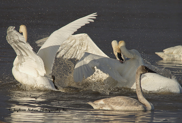 Swan - Trumpeter