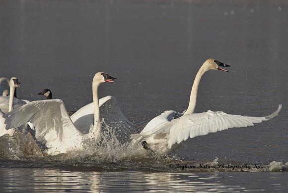 Swan - Trumpeter