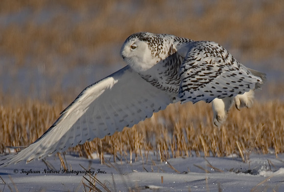 Snowy Owl