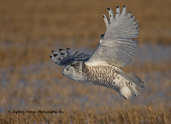 Snowy Owl