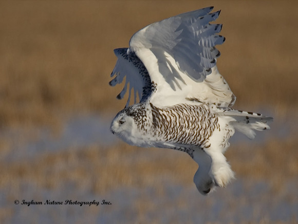Snowy Owl