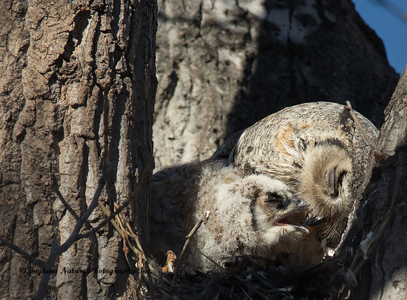 Great Horned Owl (Female & Owlet)