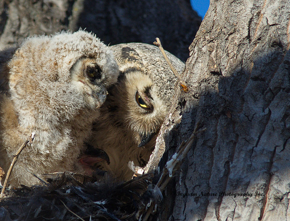 Great Horned Owl - Female & Owlet