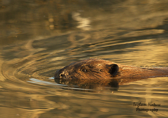 Beaver