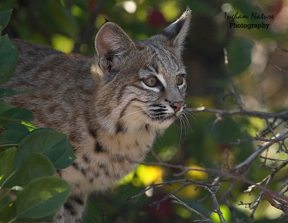 Bobcat (Lynx rufus) - Juvenile