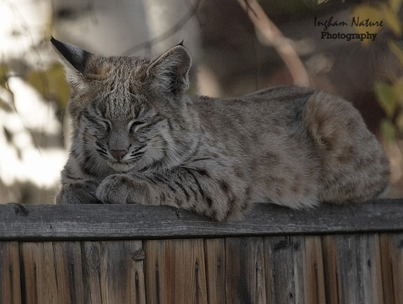 Bobcat (Lynx rufus) - Juvenile