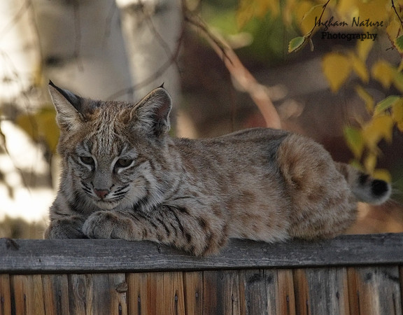 Bobcat (Lynx rufus) - Juvenile