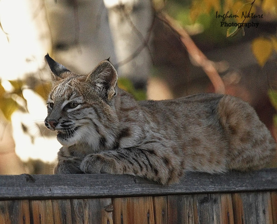 Bobcat (Lynx rufus) - Juvenile