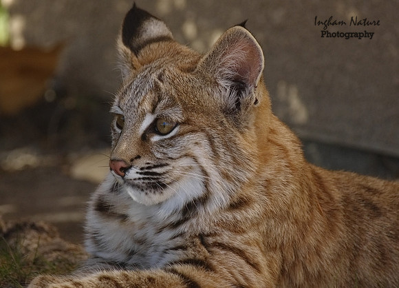 Bobcat (Lynx rufus) - Juvenile