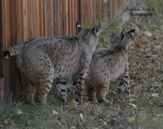 Bobcat (Lynx rufus) - Adult (Female) & Juvenile