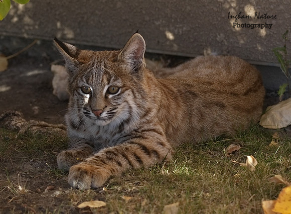 Bobcat (Lynx rufus) - Juvenile