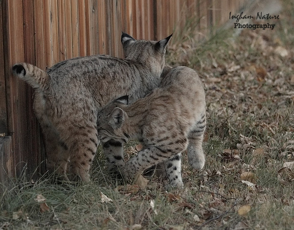 Bobcat (Lynx rufus) - Adult (Female) & Juvenile