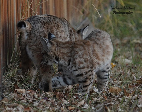 Bobcat (Lynx rufus) - Adult (Female) & Juvenile