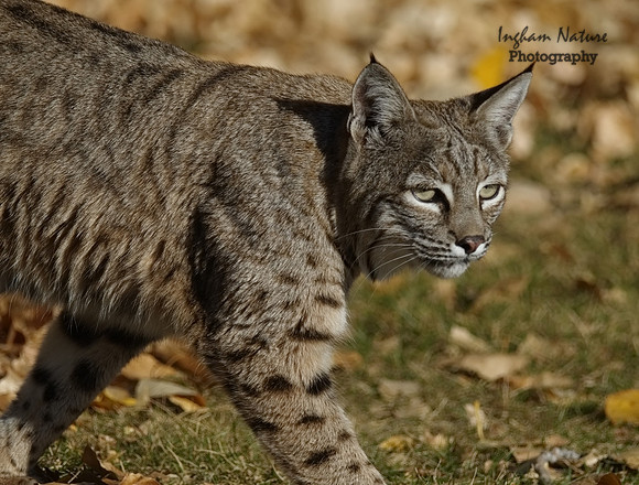 Bobcat (Lynx rufus) - Adult (Female)