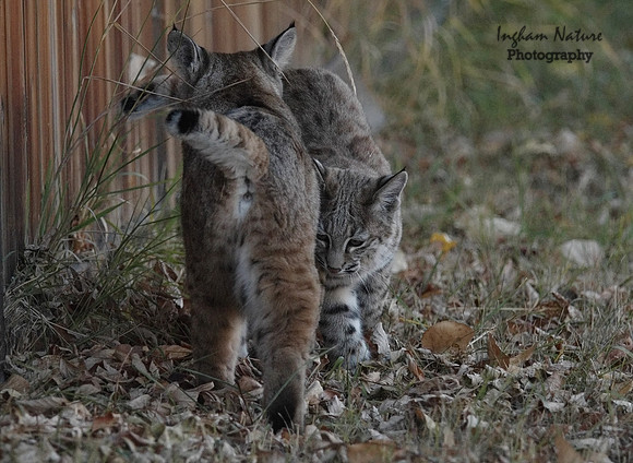 Bobcat (Lynx rufus) - Adult (Female) & Juvenile