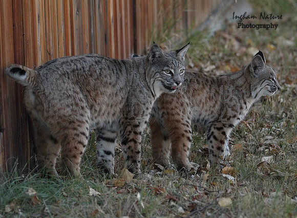 Bobcat (Lynx rufus) - Adult (Female) & Juvenile