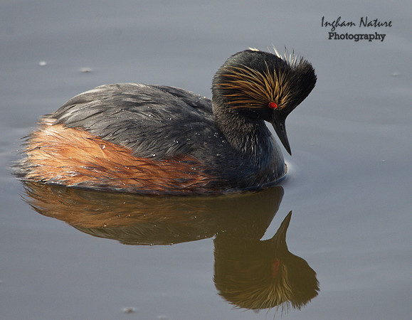 Eared Grebe