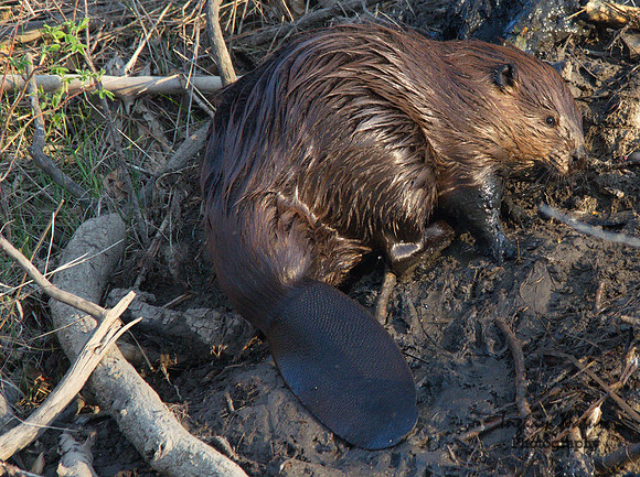 Beaver