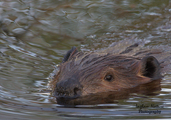 Beaver