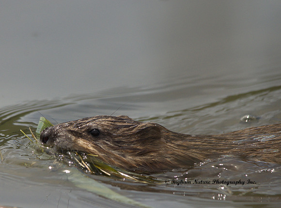 Muskrat