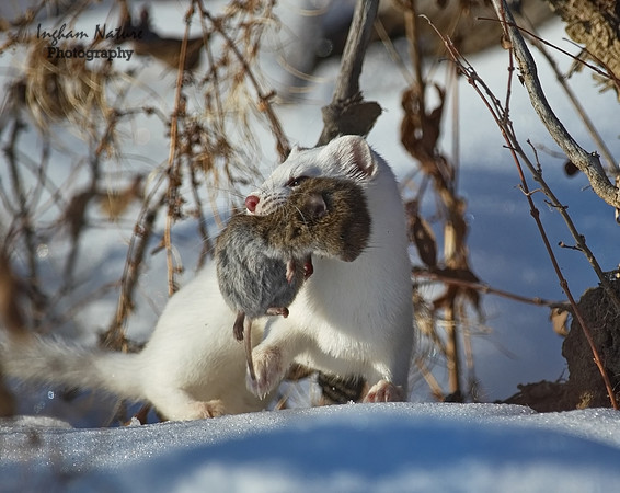 Weasel - Long Tailed